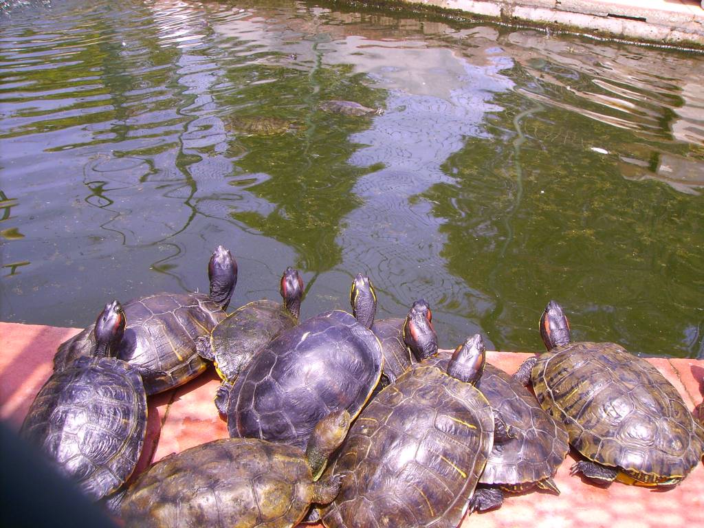 Tavira Paseo Zoo Tortugas